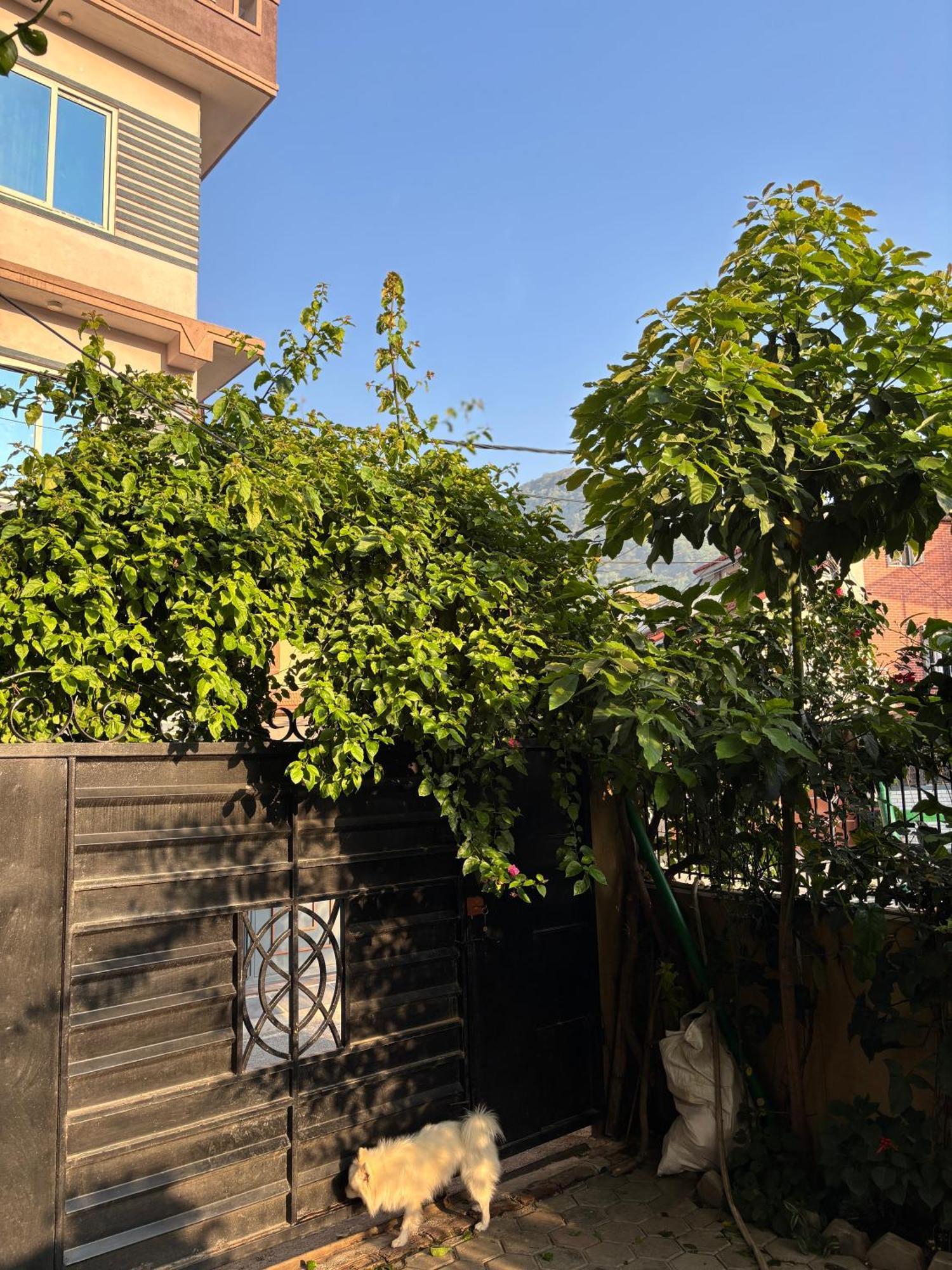 Mums Homestay & Studio Apartments 카트만두 외부 사진