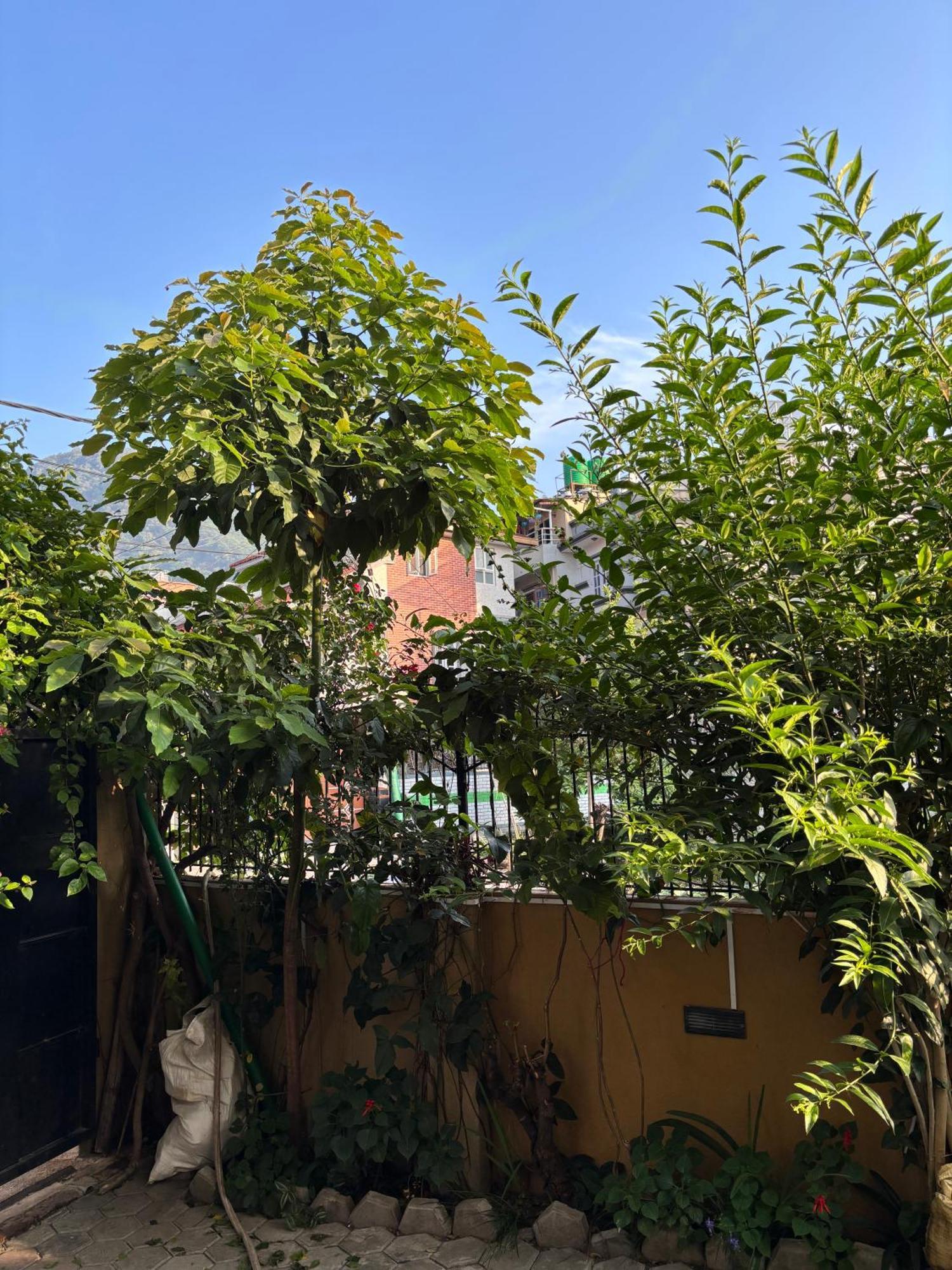 Mums Homestay & Studio Apartments 카트만두 외부 사진